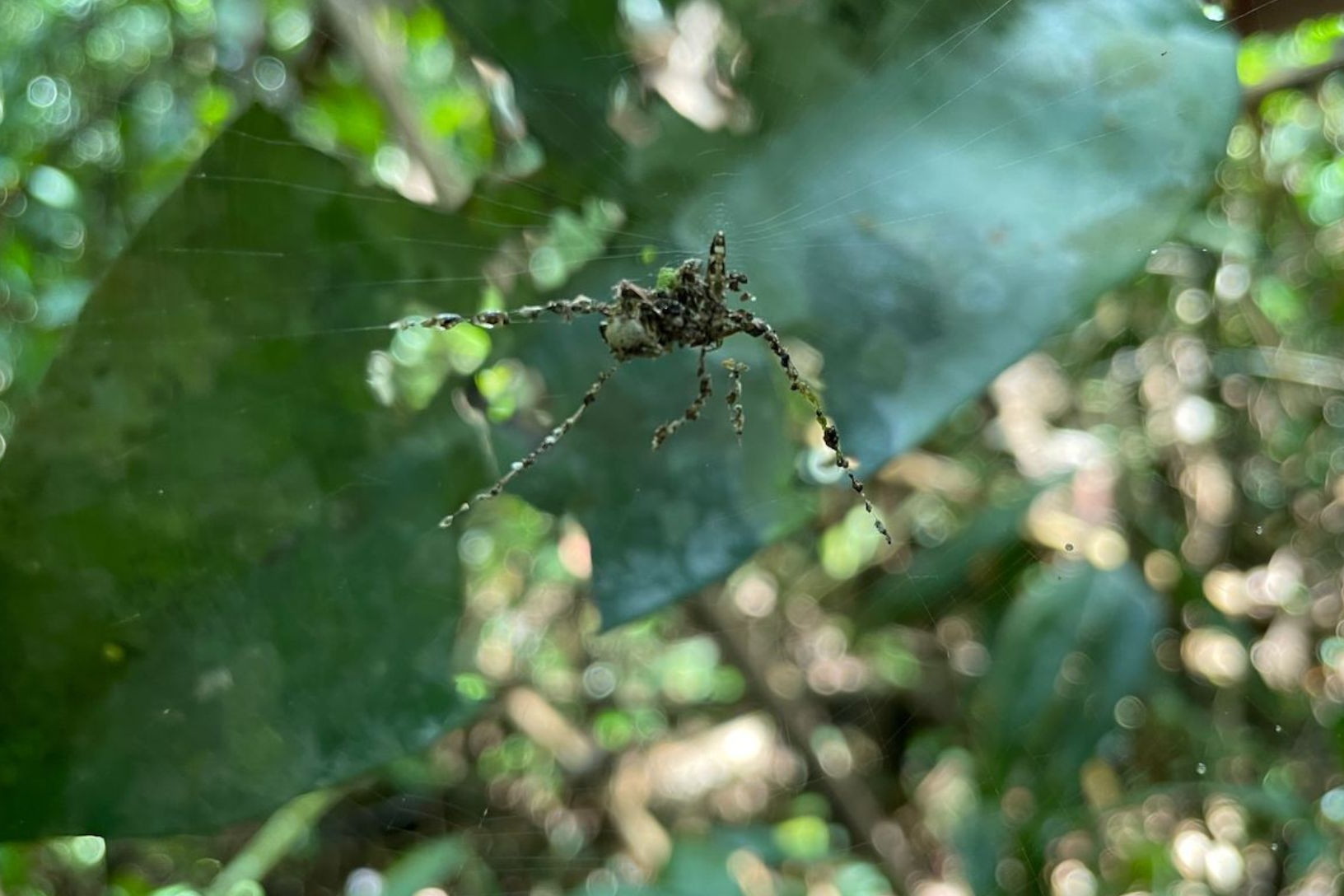 Kdo je kdo? Pavouci tkají zvětšené falešné dvojníky, aby zmátli predátory